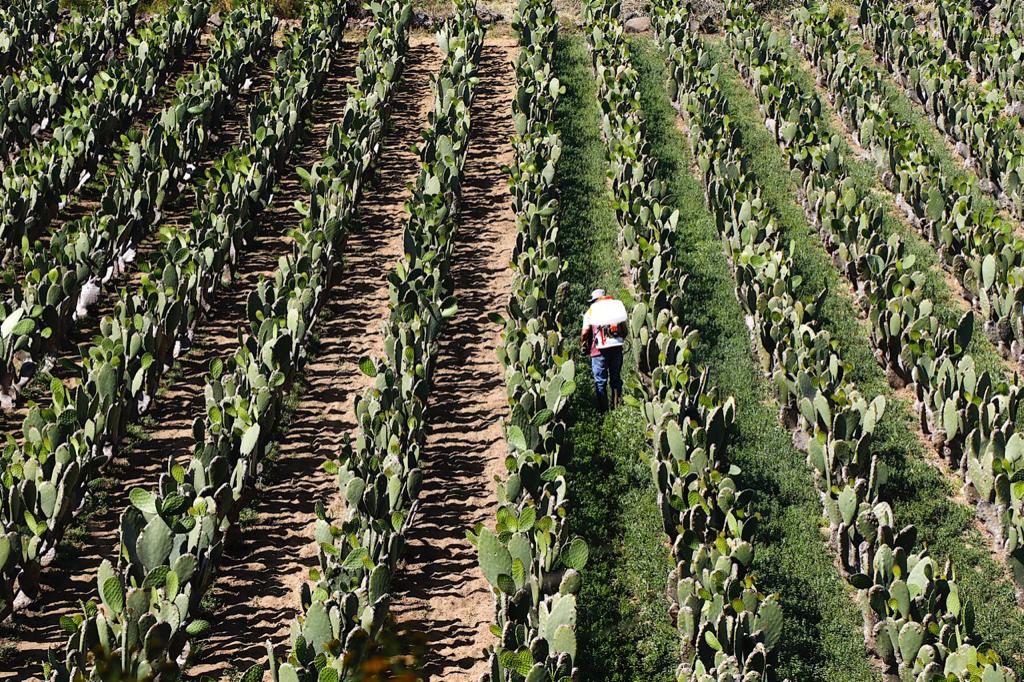 Milpa Alta Cumple Al Por Ciento Con Entrega De Apoyos Econ Micos A