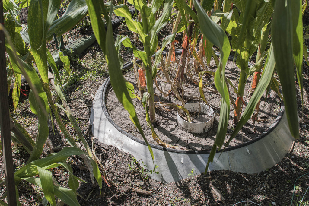 La estación de lisímetros de la UNAM analiza suelos regados con aguas