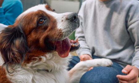 México mantiene la rabia canina bajo control, pero la amenazapersiste