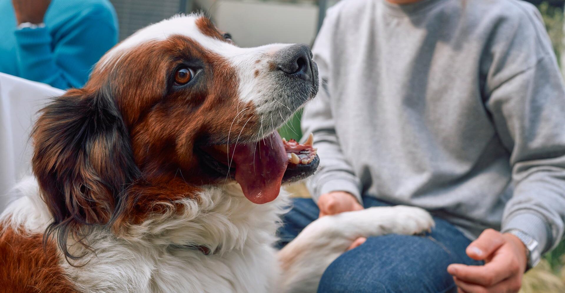 México mantiene la rabia canina bajo control, pero la amenazapersiste