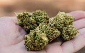 Marihuana / Foto: Prensalibre