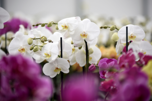 Productores de orquídeas en Morelos están listos para temporada de mayor  venta￼ - DE REPORTEROS