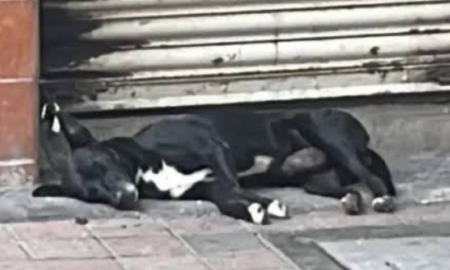 El Hachiko de Culiacán