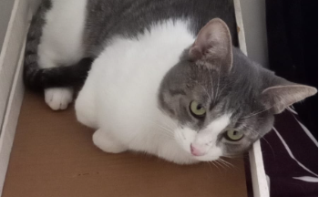 El es el Gato Felipe