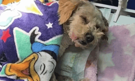 Cereza se debate entre la vida y la muerte con sus cinco crías luego de explosión de pipa de gas