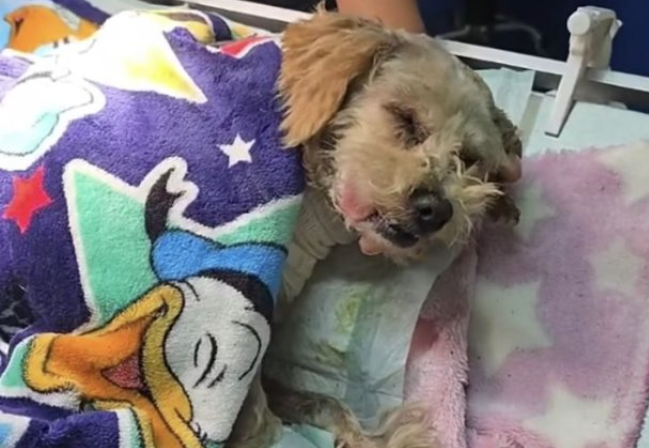 Cereza se debate entre la vida y la muerte con sus cinco crías luego de explosión de pipa de gas