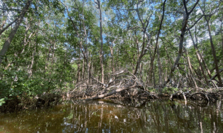 Megaproyectos afectan ecosistemas, disputas por el agua y otras problemáticas