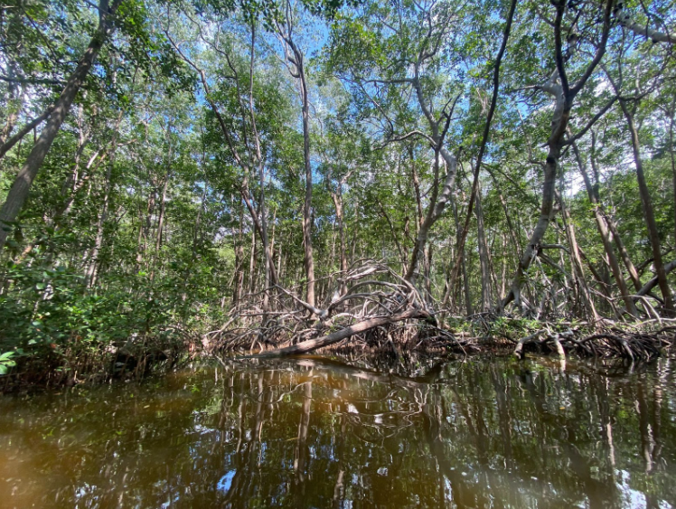 Megaproyectos afectan ecosistemas, disputas por el agua y otras problemáticas