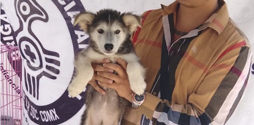 Perritos y gatitos ya tienen un hogar desde este fin de semanatras jornada de adopación de la SSC