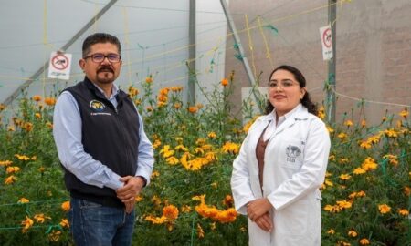 Usarían cempasúchil para sanar terrenos con metales pesados