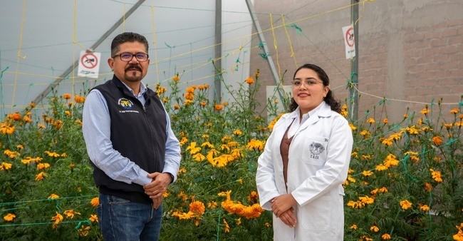 Usarían cempasúchil para sanar terrenos con metales pesados