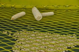 DISEÑAN POLITÉCNICOS CERNIDORA PARA OPTIMIZAR PROCESO DE POSCOSECHA DEL MAÍZ (3)