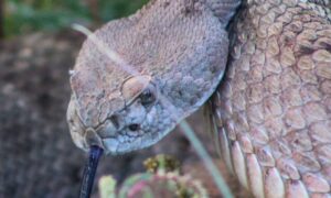 SICT reubica 267 ejemplares de fauna y 953 individuos de flora en Janos, Chihuahua