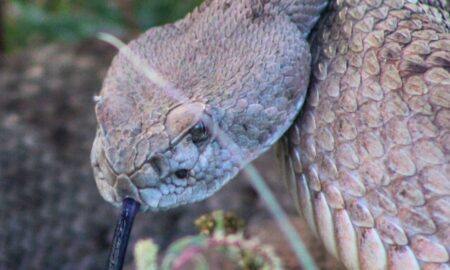 SICT reubica 267 ejemplares de fauna y 953 individuos de flora en Janos, Chihuahua