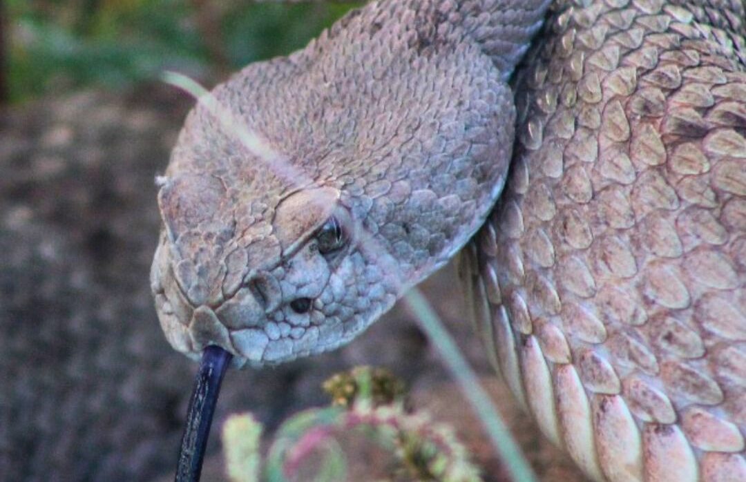 SICT reubica 267 ejemplares de fauna y 953 individuos de flora en Janos, Chihuahua
