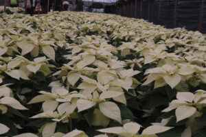 Productores invitan a comprar el producto 