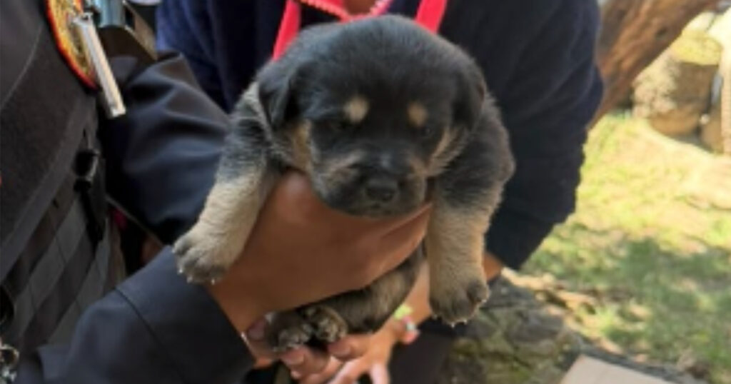 Perrito rescatado SSC