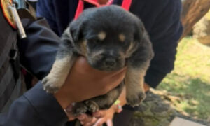 Perrito rescatado SSC