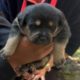 Perrito rescatado SSC