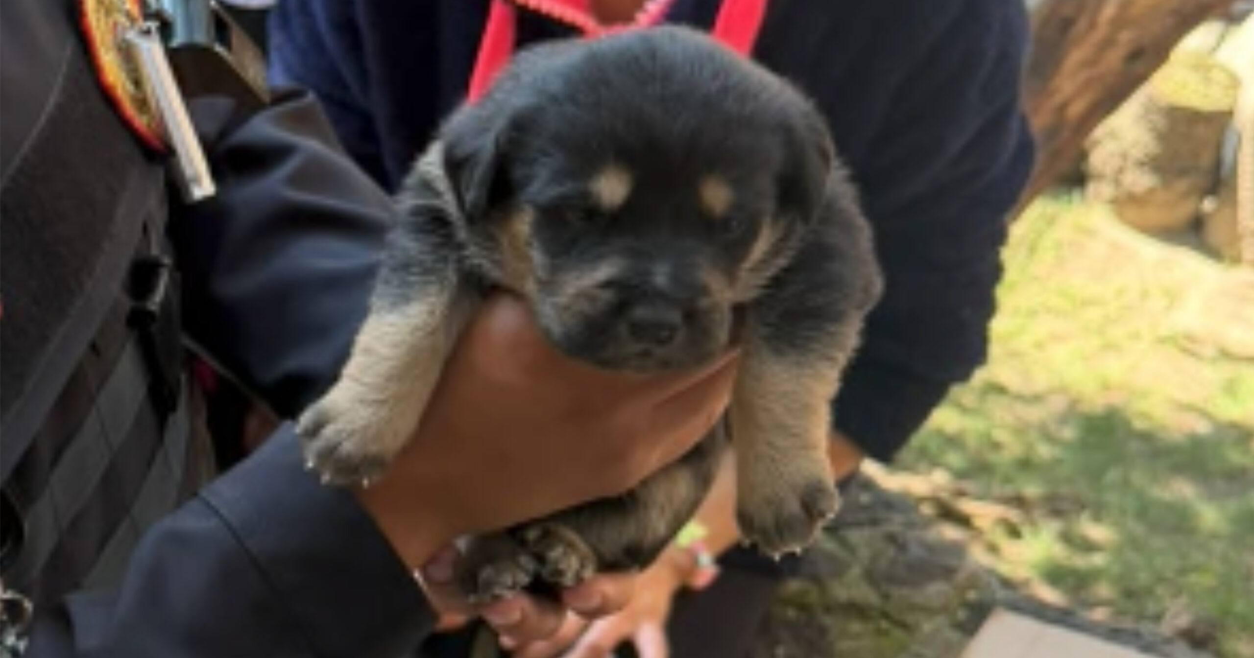 Perrito rescatado SSC