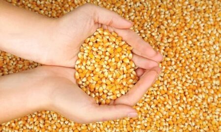 Firman convenio Ingredion y CIMMYT