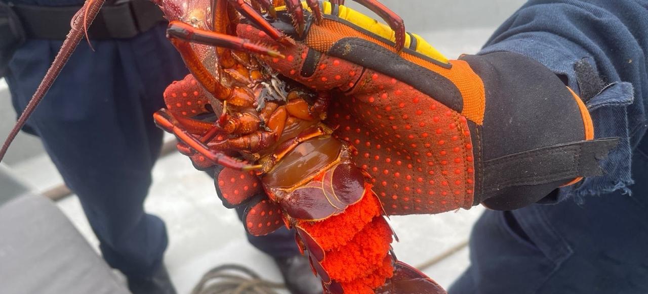 ecomisan AGRICULTURA y MARINA más de 4 mil toneladas de productos pesqueros