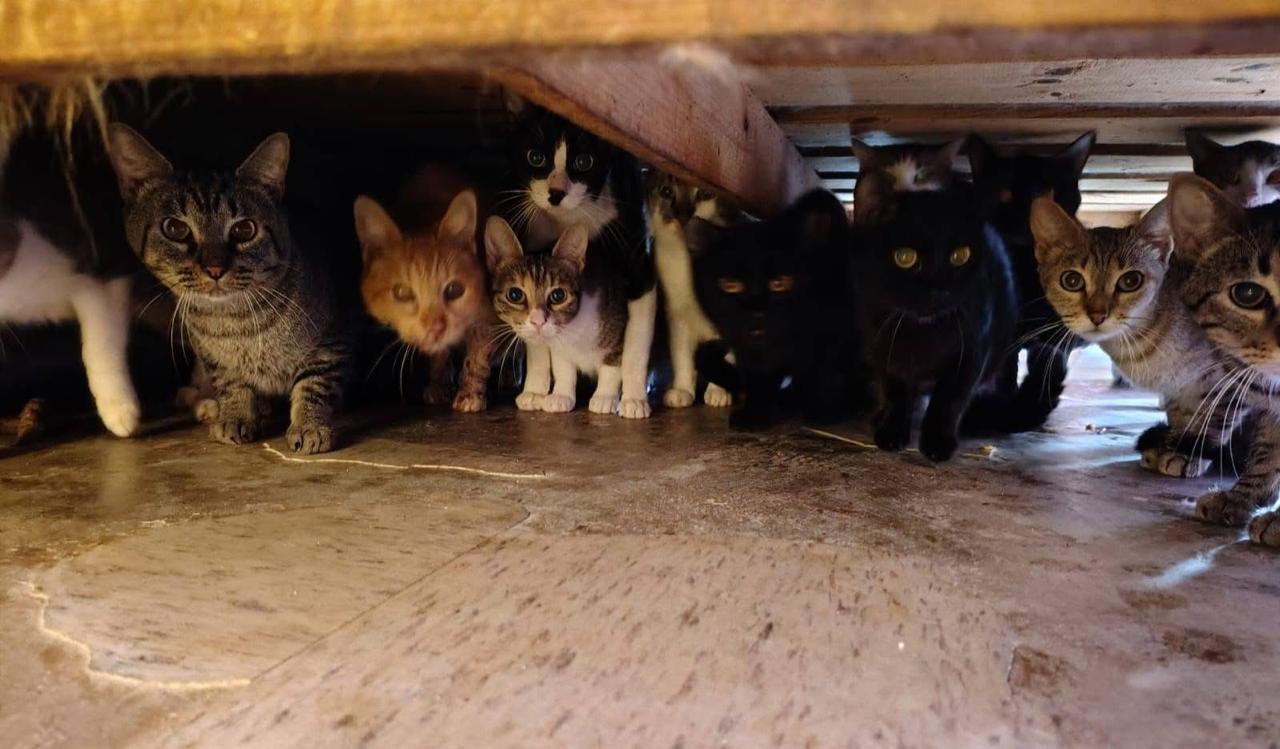 Rescatan a 90 gatos en Tecámac