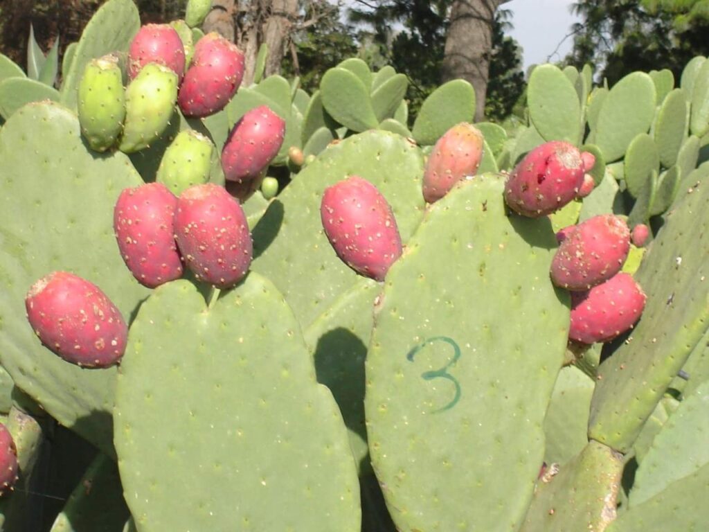 México principal productor de tuna se puede aprovechar su jugo sin perder nutrientes: Joel Corrales