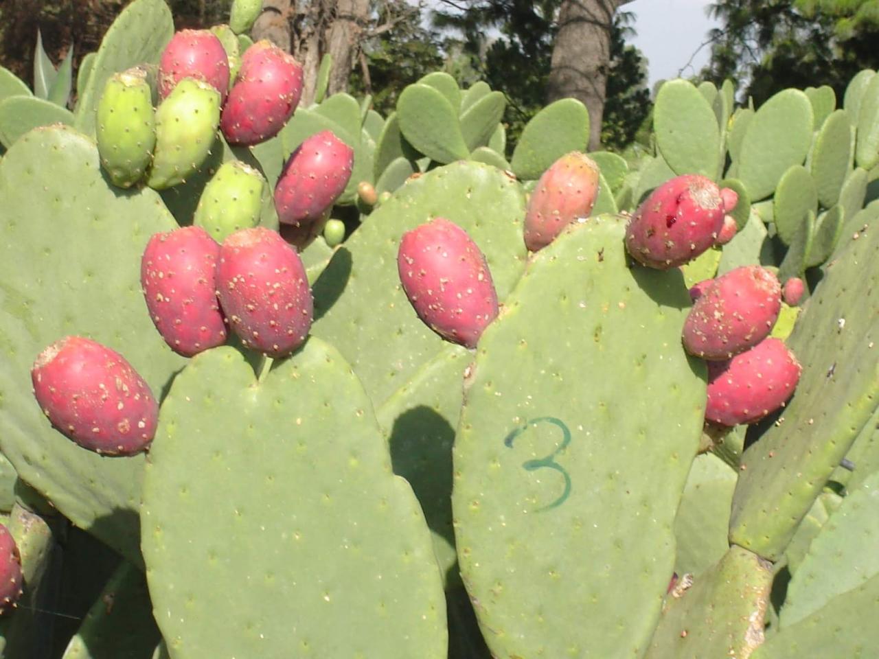 México principal productor de tuna se puede aprovechar su jugo sin perder nutrientes: Joel Corrales