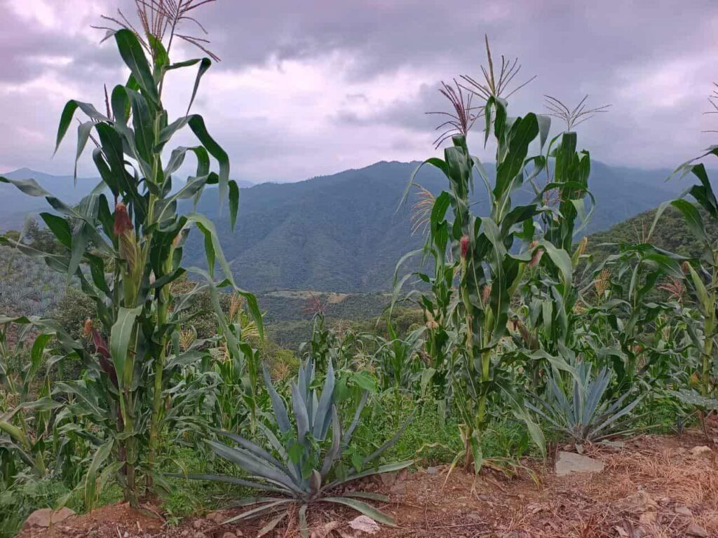 UNTA apoyará exigencias de maiceros que se movilizarán en todo el país