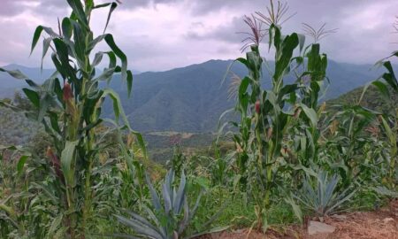 UNTA apoyará exigencias de maiceros que se movilizarán en todo el país