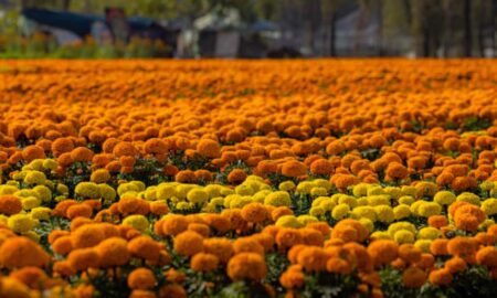 Con más de seis millones de plantas de cempasúchitl inicia venta por día de Muertos