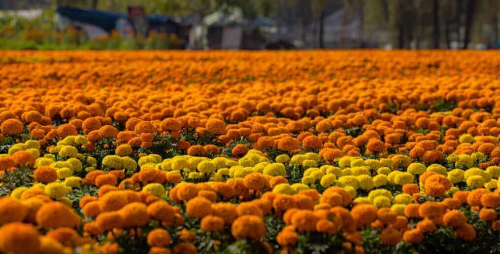 Con más de seis millones de plantas de cempasúchitl inicia venta por día de Muertos