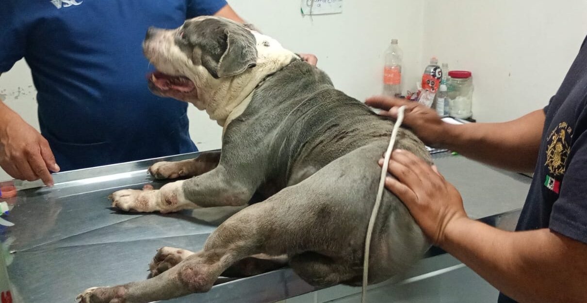 Rescatan en Ecatepec a perro que vivía en situación de maltrato