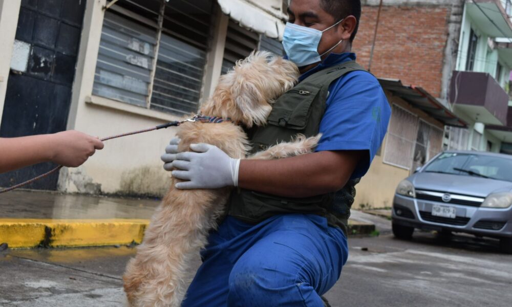 Brigadas de SEDEMA brindan atención veterinaria y alimento a mascotas afectadaspor inundaciones