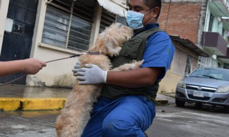 Brigadas de SEDEMA brindan atención veterinaria y alimento a mascotas afectadaspor inundaciones