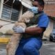 Brigadas de SEDEMA brindan atención veterinaria y alimento a mascotas afectadaspor inundaciones