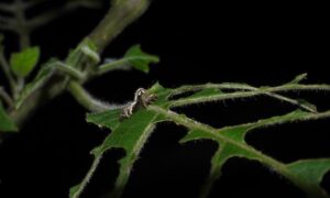 Sedema reconoce nuevo descubrimiento de polilla en el Parque Nacional Desierto de los Leones
