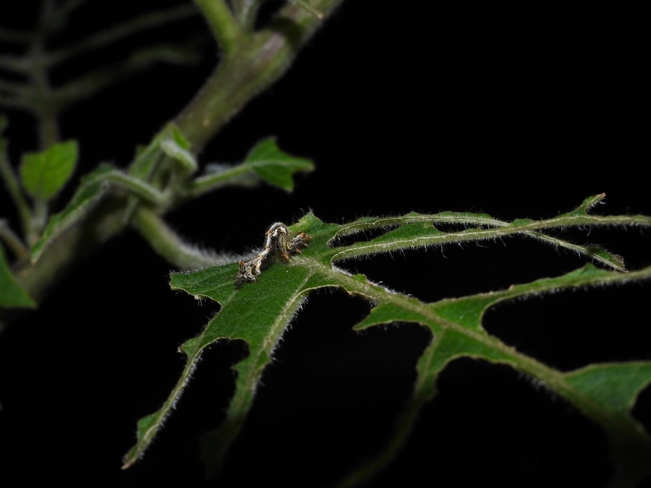 Sedema reconoce nuevo descubrimiento de polilla en el Parque Nacional Desierto de los Leones