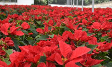 Puebla florece: el campo se transforma bajo el impulso del gobernador Armenta