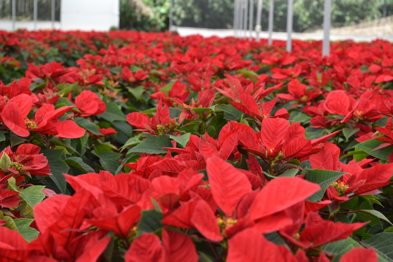 Puebla florece: el campo se transforma bajo el impulso del gobernador Armenta