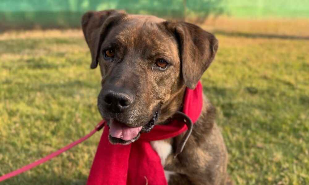 Peritos del Centro de Transferencia del Metro