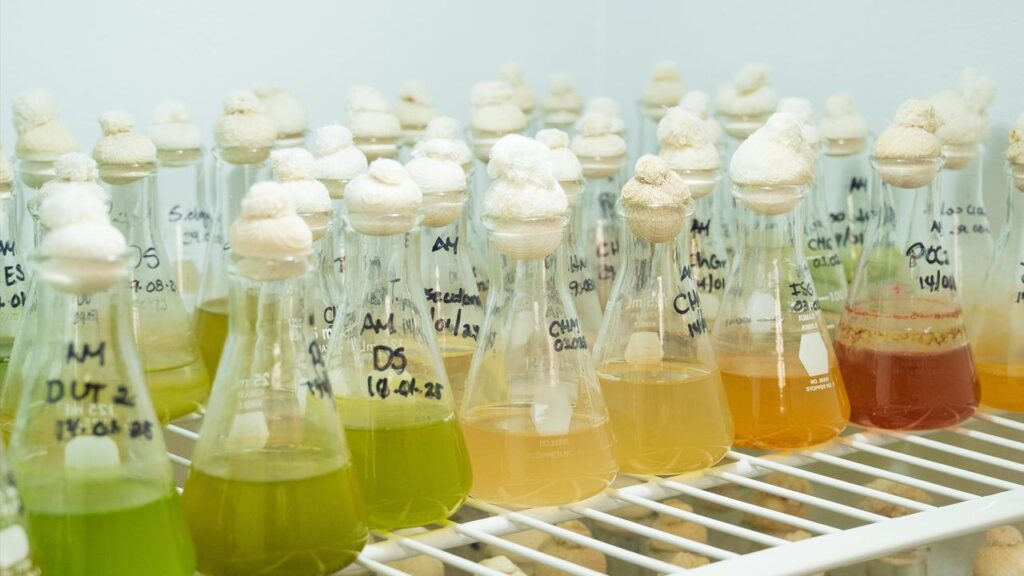 Patenta CICESE método de cultivo de microalgas precursoras de la síntesis de biodiesel