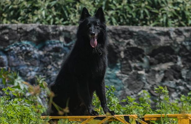 perro-de-rescate-unam